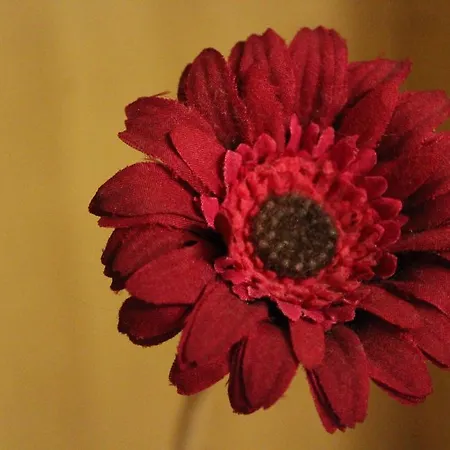 Xenia Alojamento Local Bed & Breakfast Coimbra